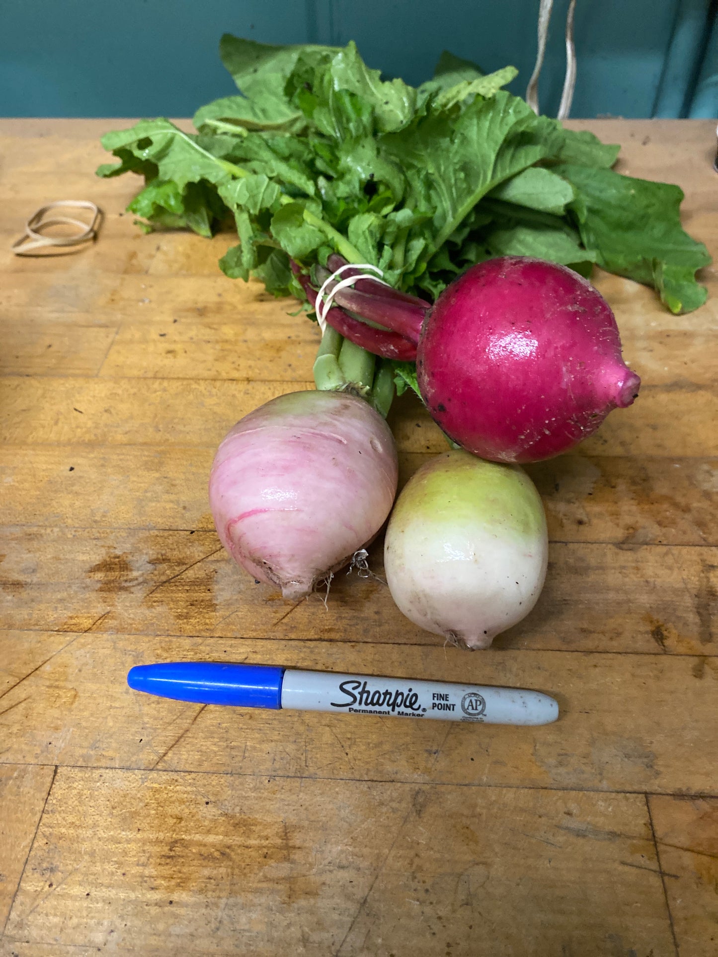 Radishes - Watermelon