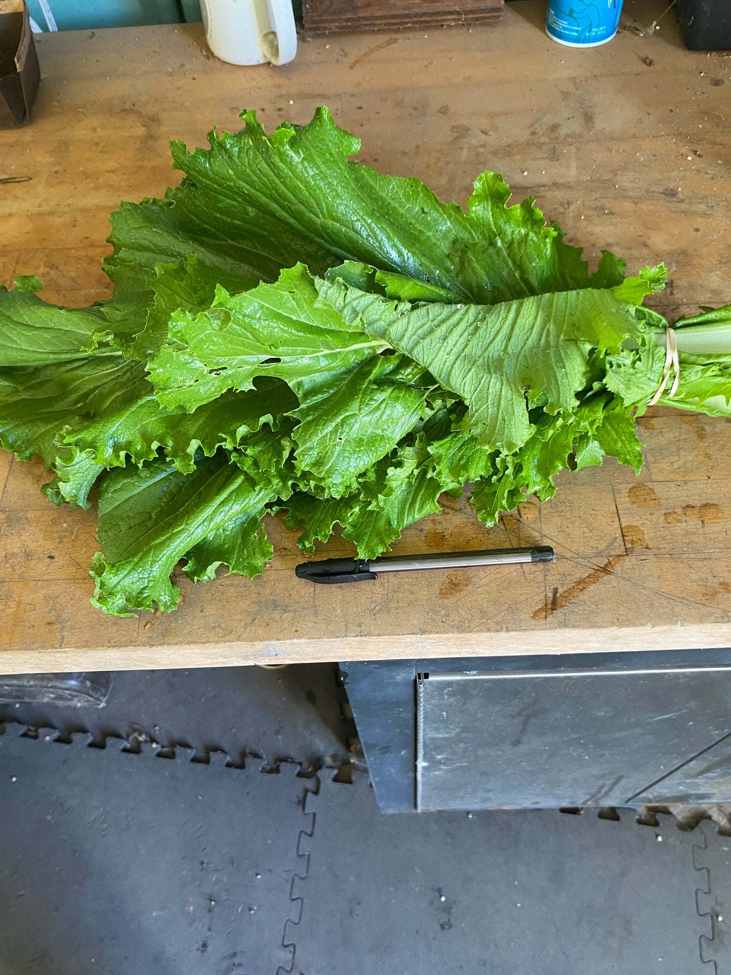 Cabbage, Chinese, ‘Michihill’