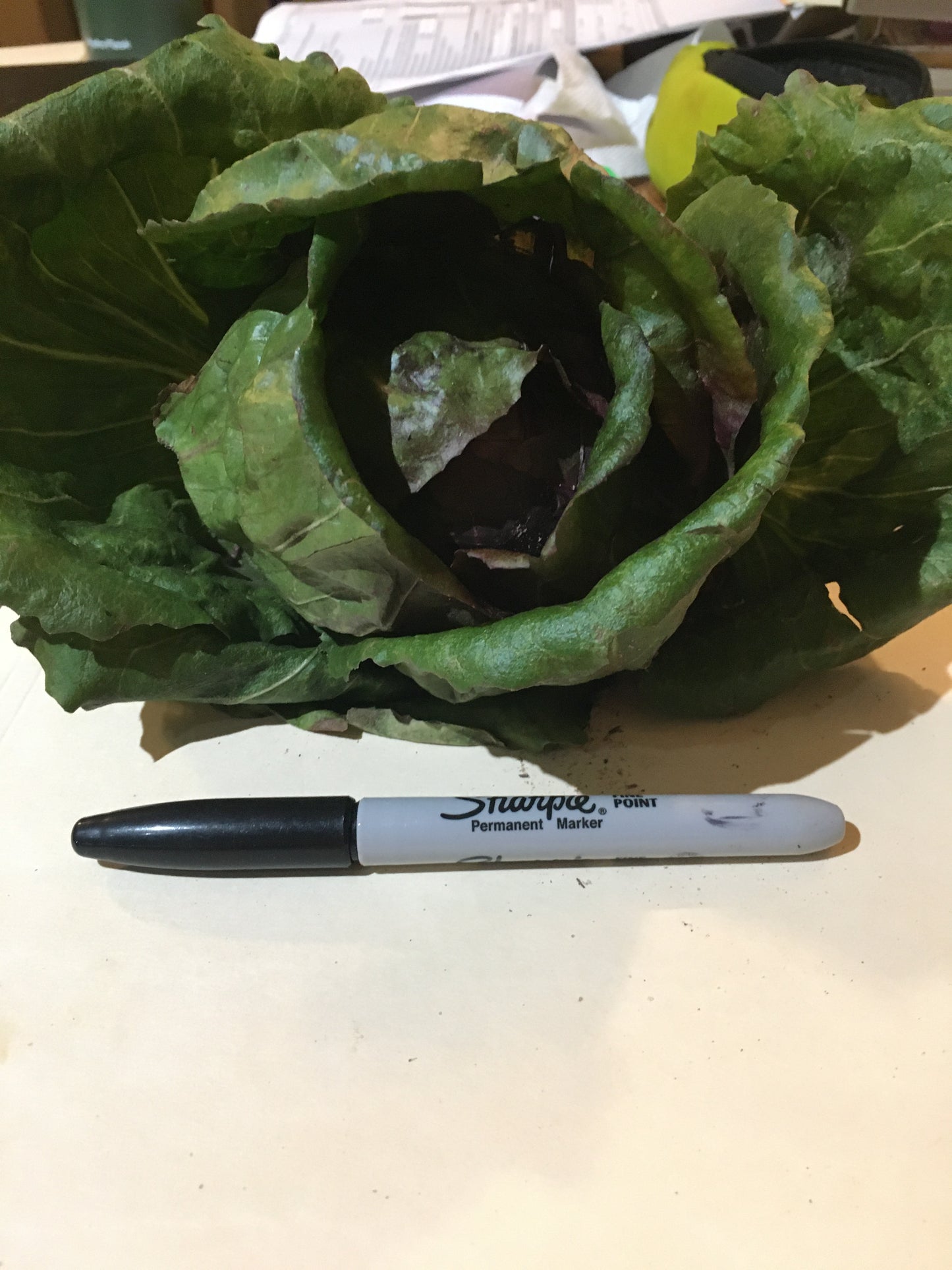 Radicchio