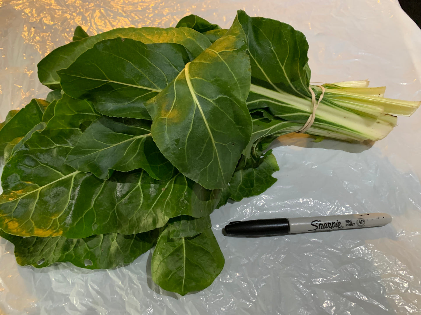 Swiss Chard