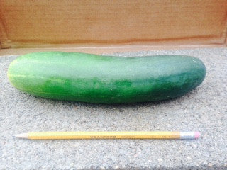 Cucumber (2)