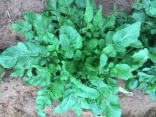 Arugula