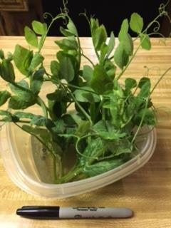 Pea Shoots - Salad with Radish and Carrot;  Chinese Stir Fry