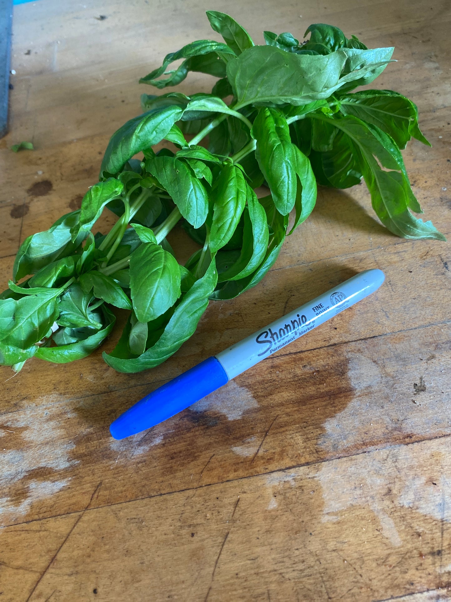 Basil (bunch)