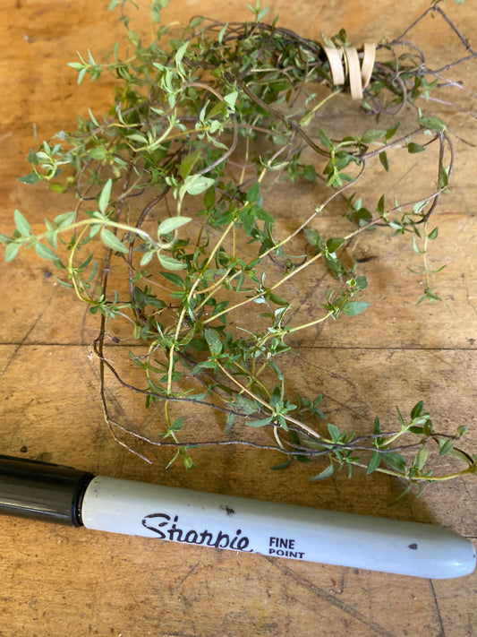 Thyme