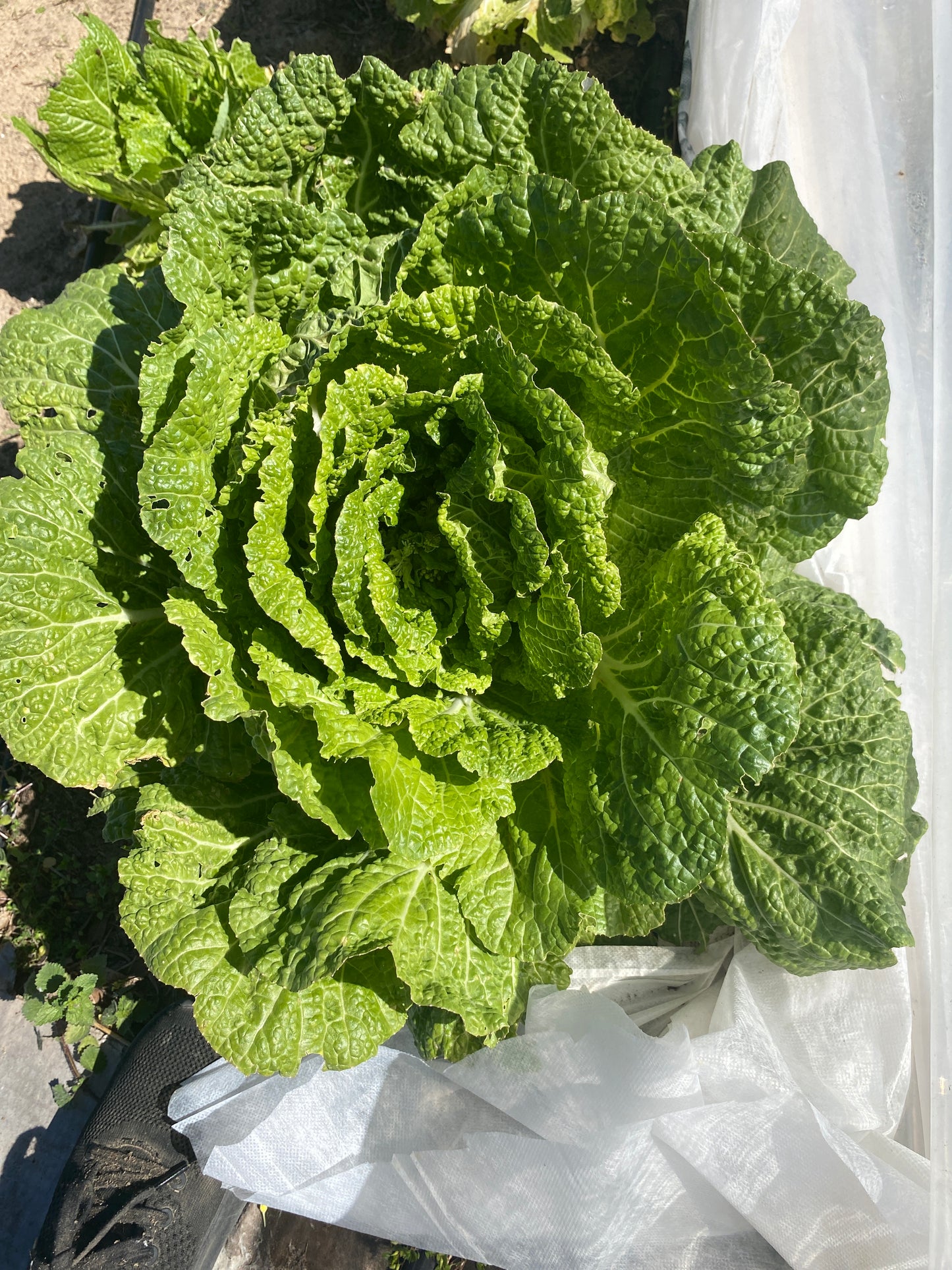 Cabbage, Chinese