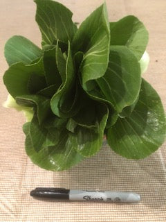 Baby Bok Choy