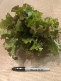 Lettuce - 'Red Sails'