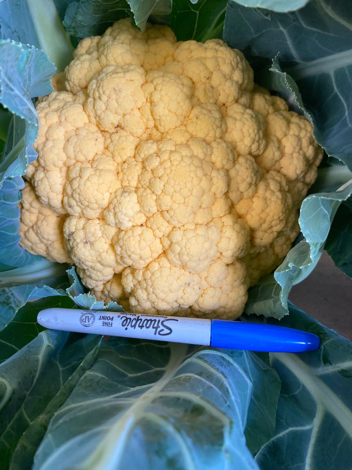 Cauliflower, ‘Flame Star’