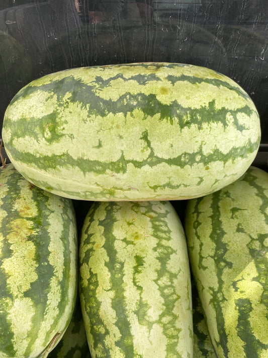 Watermelon ‘Jubimax’