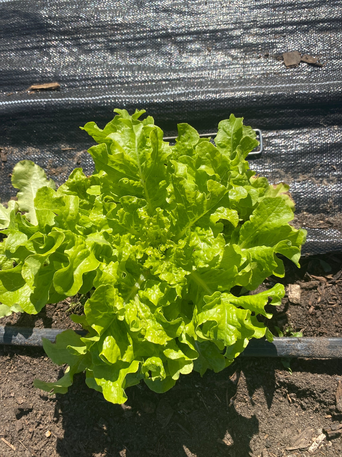 Lettuce, Salad Bowl