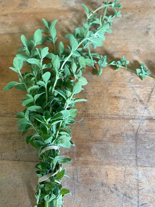 Oregano
