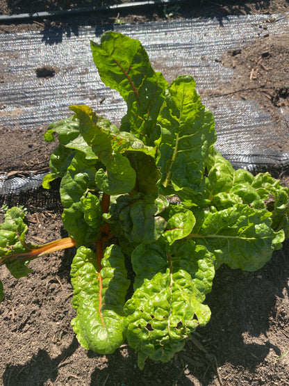 Swiss Chard, ‘Rainbow’