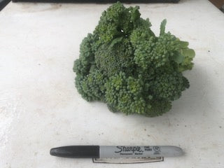 Broccoli