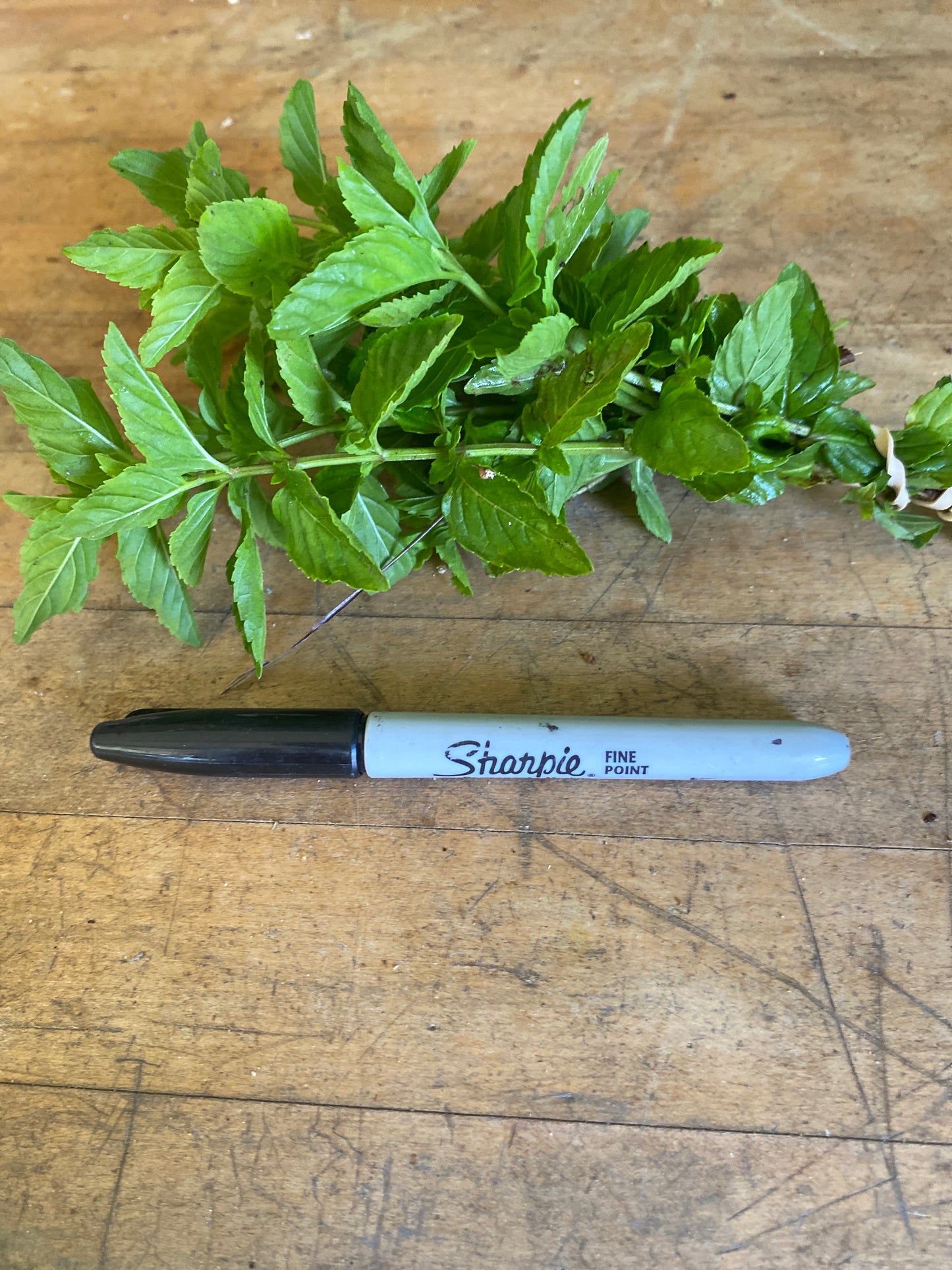 Mint, Peppermint
