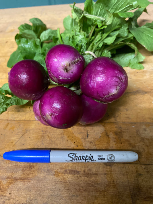 Radishes, Baccus (Purple)