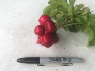 Radishes, Cherry Belle