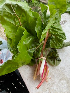 Swiss Chard, ‘Rainbow’