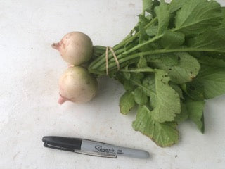 Radishes - Watermelon