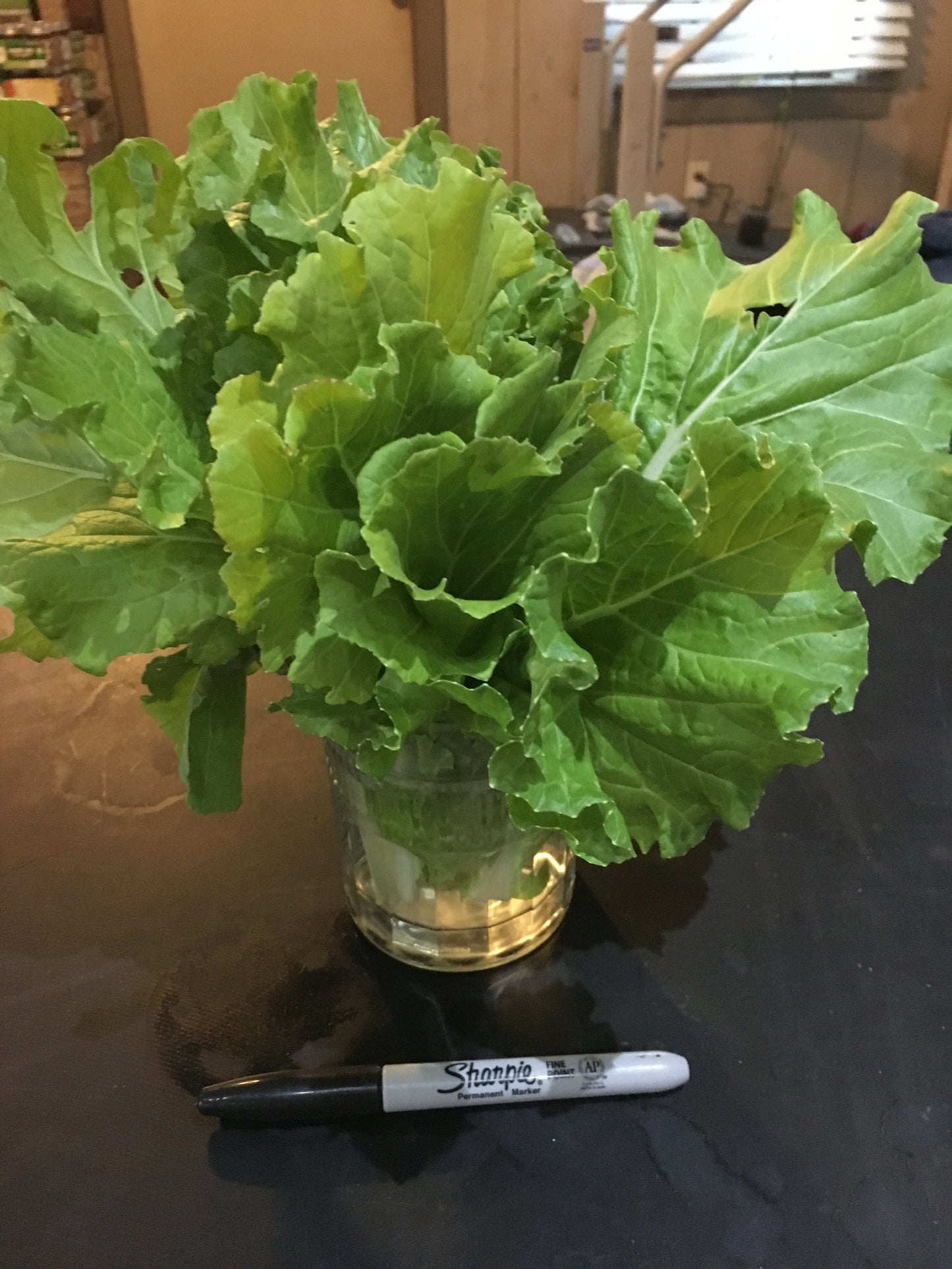 Lettuce, ‘Buttercrunch'