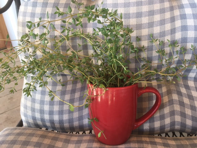 Thyme