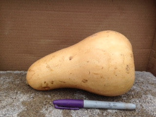 Squash - Butternut