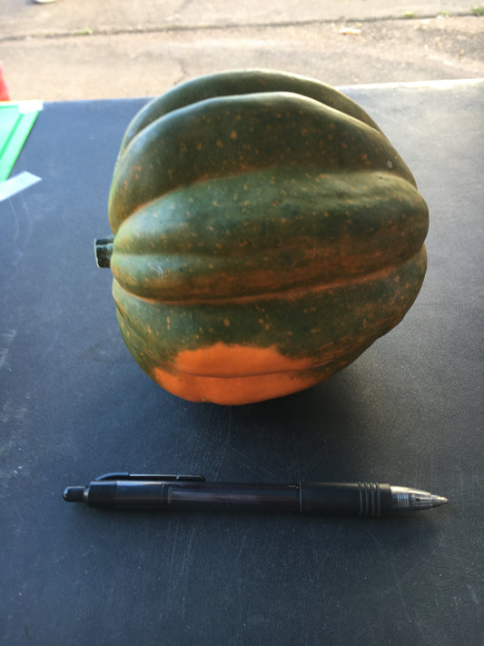Squash - Acorn