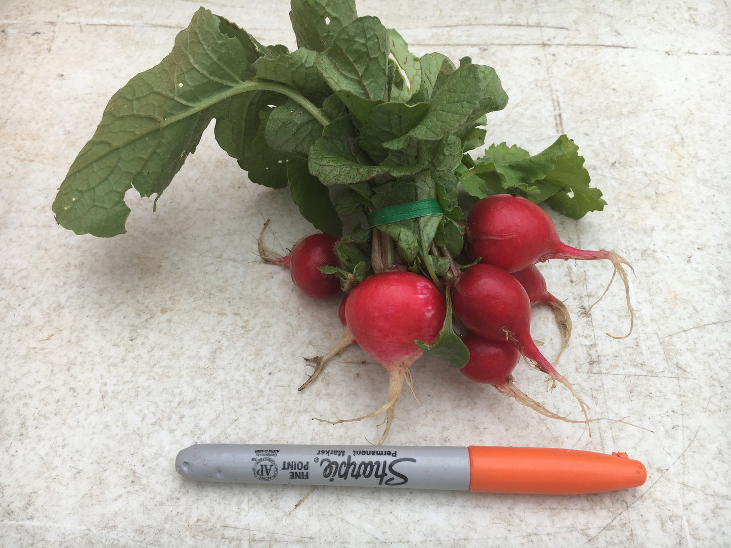 Radishes, Cherry Belle