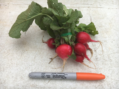 Radishes, Cherry Belle