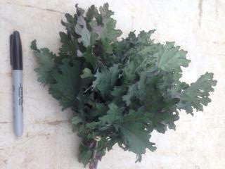 Kale, 'Red Russian'