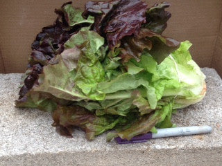 Lettuce - 'Red Sails'