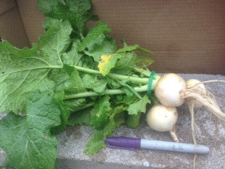 Turnips - ‘Hakurei’ (white, salad), bunch