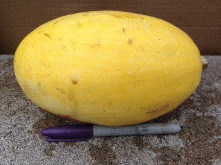 Squash - Spaghetti (each)