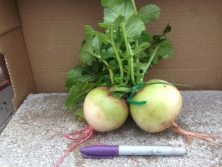 Radishes - Watermelon